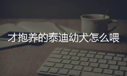 才抱養的泰迪幼犬怎么喂養？才抱養的泰迪幼犬吃什么