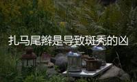 扎馬尾辮是導致斑禿的兇手 中醫針灸治療斑禿有絕招