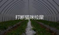 打斷貓咪拉屎