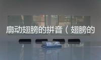 扇動(dòng)翅膀的拼音（翅膀的拼音）
