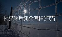 扯貓咪后腿會怎樣(把貓的后腿拎起來)