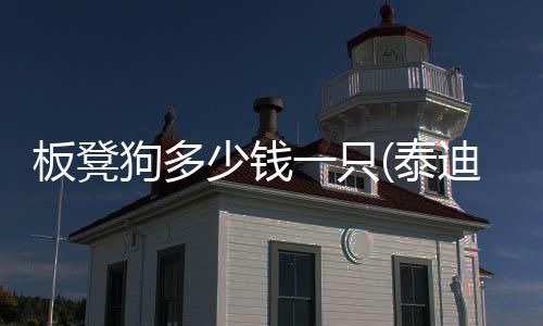 板凳狗多少錢一只(泰迪狗價值多少錢)