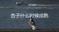杏子什么時候成熟