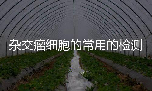 雜交瘤細胞的常用的檢測方法