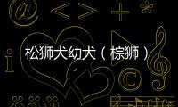 松獅犬幼犬（棕獅）