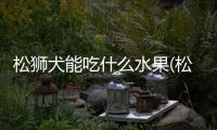 松獅犬能吃什么水果(松獅犬吃什么狗糧最好)