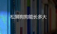 松獅狗狗能長多大