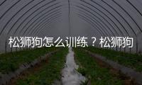 松獅狗怎么訓練？松獅狗能活多久