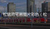 松鼠簡筆畫圖片彩色（松鼠簡筆畫圖片）