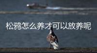 松鴉怎么養(yǎng)才可以放養(yǎng)呢(松鴉怎么養(yǎng)毛才能漂亮)