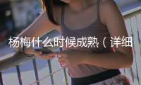 楊梅什么時候成熟（詳細介紹楊梅的生長和成熟過程）
