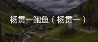 楊貫一鮑魚（楊貫一）