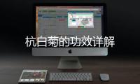 杭白菊的功效詳解