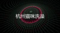 杭州貓咪洗澡