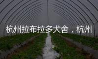 杭州拉布拉多犬舍，杭州拉布拉多價格多少錢一只