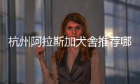 杭州阿拉斯加犬舍推薦哪家？杭州阿拉斯加犬多少錢一只
