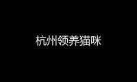 杭州領養貓咪