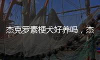 杰克羅素梗犬好養嗎，杰克羅素梗怎么養？ 杰克羅素梗犬多少錢一只