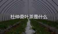 杜仲桑葉茶是什么