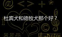 杜賓犬和德牧犬那個好？ 德牧和杜賓哪一個適合家養