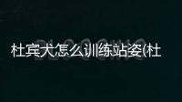 杜賓犬怎么訓(xùn)練站姿(杜賓犬怎么訓(xùn)練不咬人)