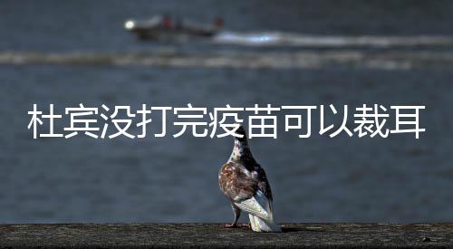 杜賓沒打完疫苗可以裁耳么(杜賓疫苗多少錢)