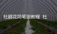杜鵑花簡(jiǎn)筆畫教程  杜鵑花簡(jiǎn)筆畫步驟