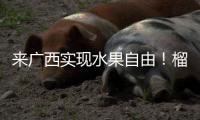 來廣西實現水果自由！榴蓮100元5個，網友：我眼沒花吧