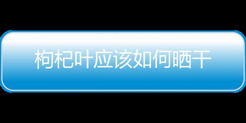 枸杞葉應該如何曬干