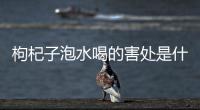 枸杞子泡水喝的害處是什么？