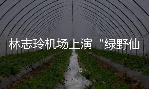 林志玲機場上演“綠野仙蹤” 心情愉悅大展歡顏