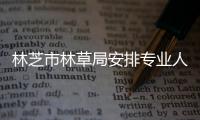 林芝市林草局安排專業人員救護野生雪豹