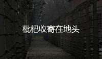 枇杷收寄在地頭