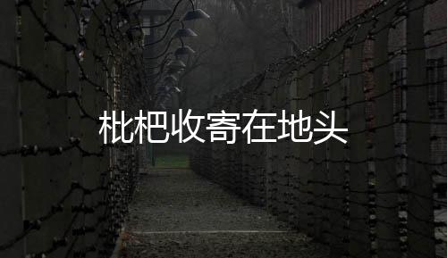 枇杷收寄在地頭