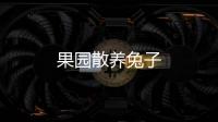 果園散養兔子