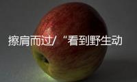 擦肩而過/“看到野生動物越來越多 很驕傲”