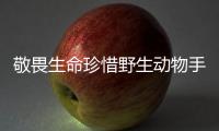 敬畏生命珍惜野生動物手抄報 敬畏生命珍惜野生動物手抄畫報