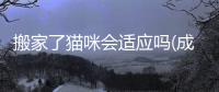 搬家了貓咪會適應(yīng)嗎(成年貓咪搬家怎么適應(yīng)新家)