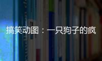搞笑動圖：一只狗子的瘋狂暗示