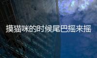 摸貓咪的時候尾巴搖來搖去(摸貓咪的時候突然咬人)