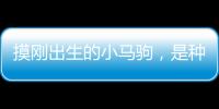 摸剛出生的小馬駒，是種什么體驗(yàn)？
