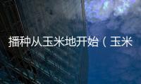 播種從玉米地開始（玉米地的田小夜娥怎樣防治）