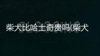 柴犬比哈士奇貴嗎(柴犬比哈士奇笨)