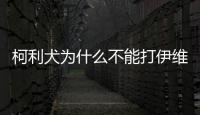 柯利犬為什么不能打伊維菌素針(柯立犬為什么不能用伊維菌素)
