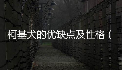 柯基犬的優缺點及性格（柯基犬的優缺點）