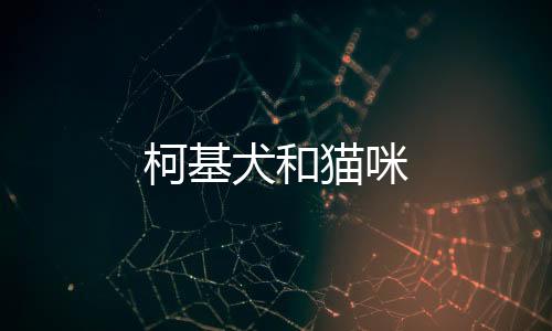 柯基犬和貓咪