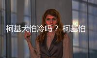 柯基犬怕冷嗎？ 柯基怕冷嗎