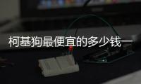 柯基狗最便宜的多少錢一只幼犬(柯基犬最低價錢)