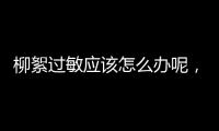 柳絮過敏應該怎么辦呢，教您正確應對柳絮過敏