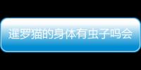 暹羅貓的身體有蟲子嗎會咬人嗎(暹羅貓身上有什么蟲子)